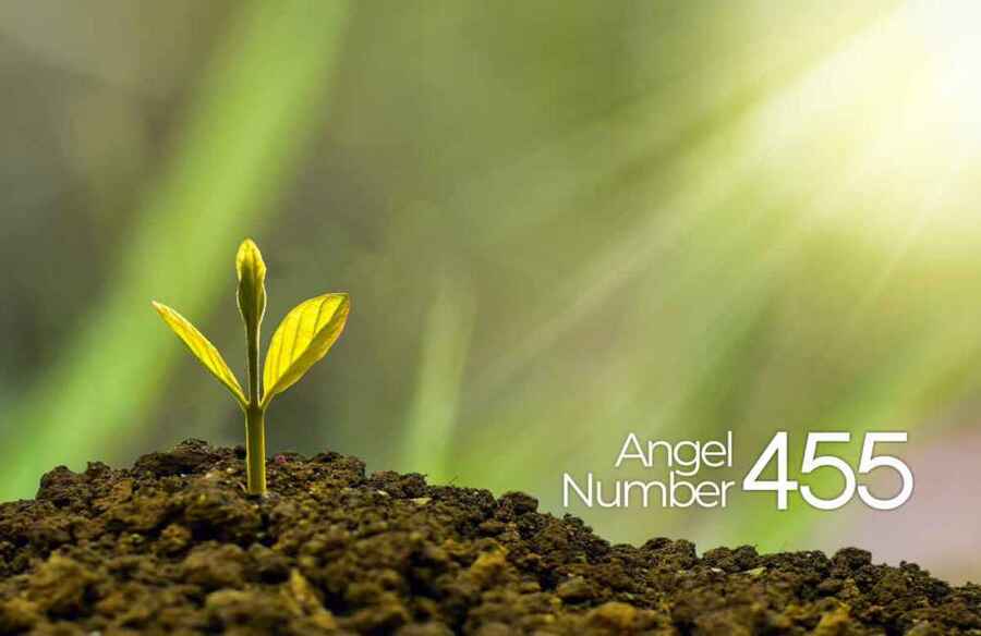 455 Angel Number