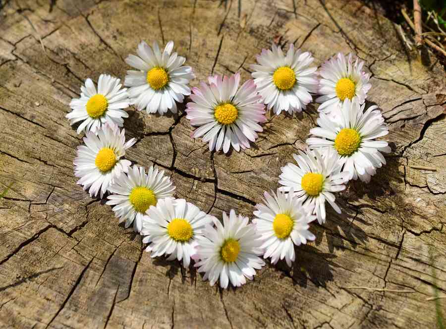 A love heart made out of daises